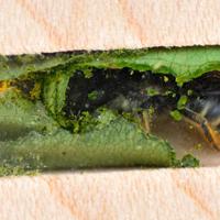 Eine Blattschneiderbiene baut ein Nest in einer Audio-Bienen-Kabine | photo Stephen Humphrey